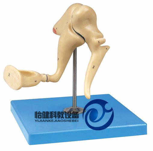 精微之音的巨构 听小骨放大模型在教学中的革命性应用