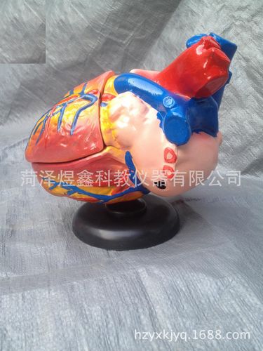 根纵剖模型 33002 初中生物教学中的三维可视化利器——教学仪器厂家批发指南